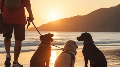 Traveling with Pets? What You Need to Know About Pet Travel Insurance
